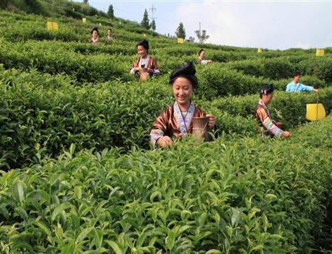 春季茶叶种植技术要点