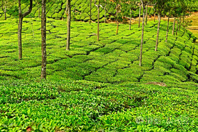 茶叶种植园