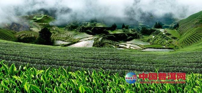 茶树栽培环境-种植知识-普洱茶栽培-中国普洱网—普洱茶官方网站(普洱
