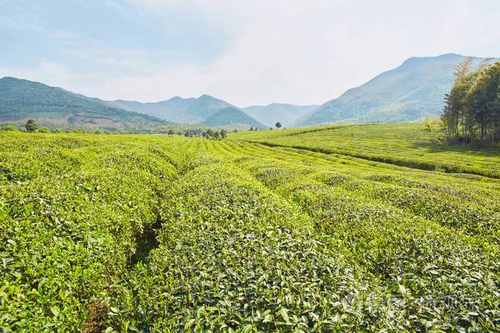 地方特色的茶叶种植园