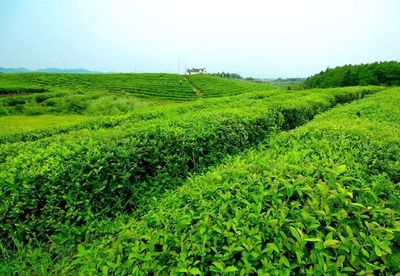 2018年茶叶生产将稳定发展 结构优化质量效益提升